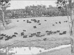 Sheep and cattle on the lush pastures of Nevallan